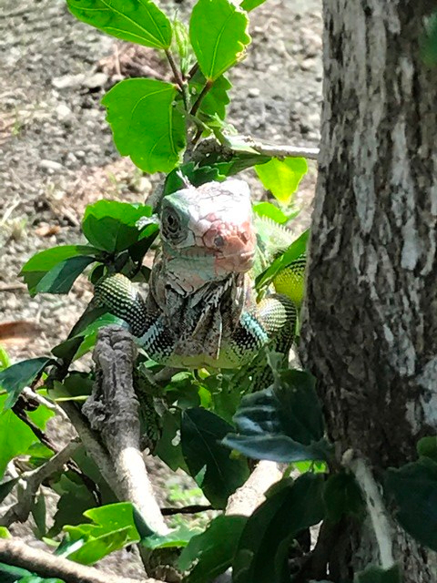 Gibbon Travel - My Travels - Costa Rican Roadtrip