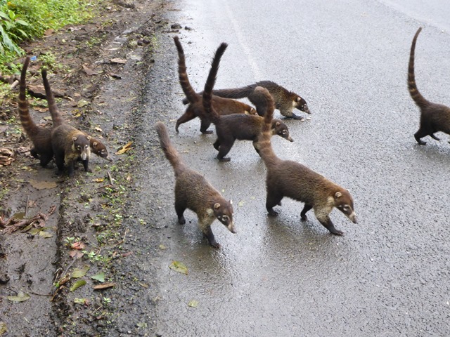 Gibbon Travel - My Travels - Costa Rican Roadtrip