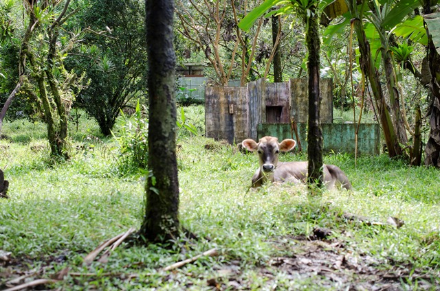 Gibbon Travel - My Travels - Costa Rica - Tifakara