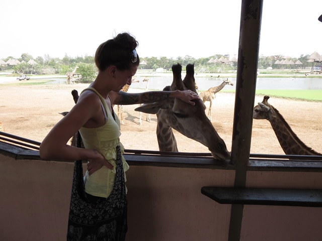 Gibbon Travel - Thailand - Bangkok Things to Do - Safari World Giraffes