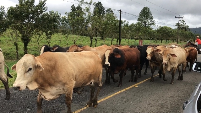 Gibbon Travel - My Travels - Costa Rican Roadtrip